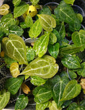2 For 1 (Magnificum x Crystallinum) X Forgetii Anthurium Growers Choice Flowering Plants