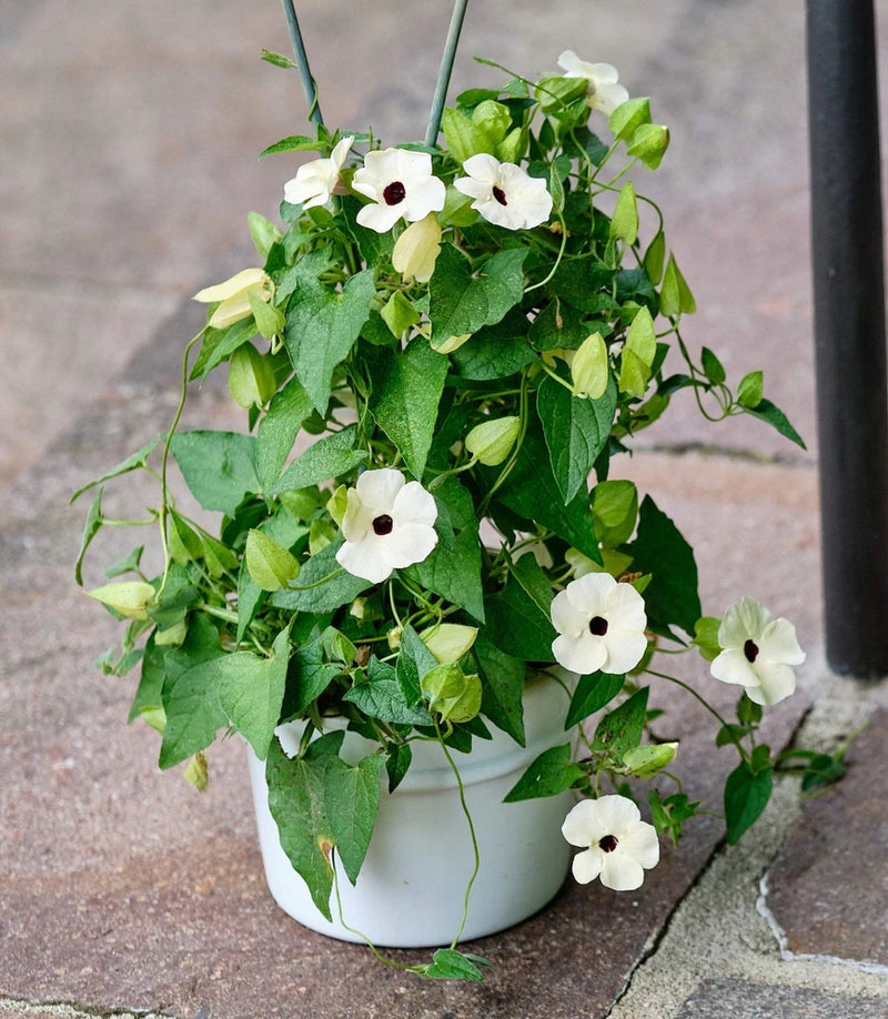 10 WHITE THUNBERGIA Alata VINE Black Eyed Susan Vine Flower Seeds Flowering Plants