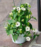 10 WHITE THUNBERGIA Alata VINE Black Eyed Susan Vine Flower Seeds Flowering Plants