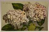 Hydrangea, Flowers, Vintage Mitchell Postcard Hydrangea