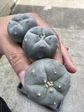3PC LW  LF Succulent Cactus Plant Beautiful Cactus Garden DŽcor Boutique 3-5cm Garden Plants