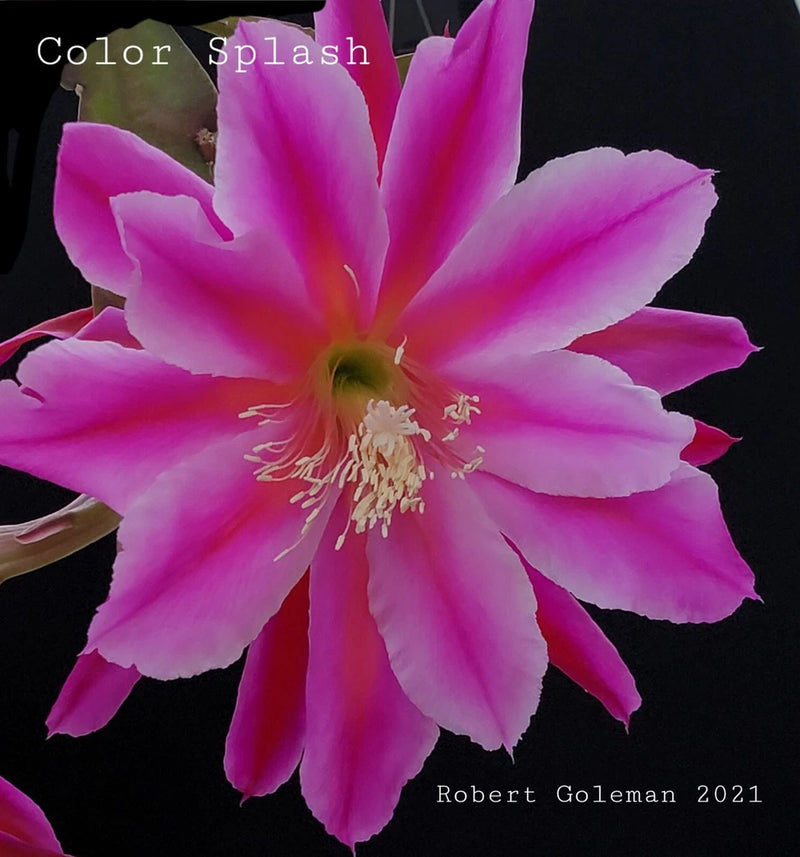 Epiphyllum orchid cactus flower with bright pink and magenta striped petals