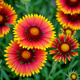 600+ INDIAN BLANKET FLOWER SEEDS | HEIRLOOM NON-GMO __ HUMMINGBIRD FREE SHIPPING Sunflower