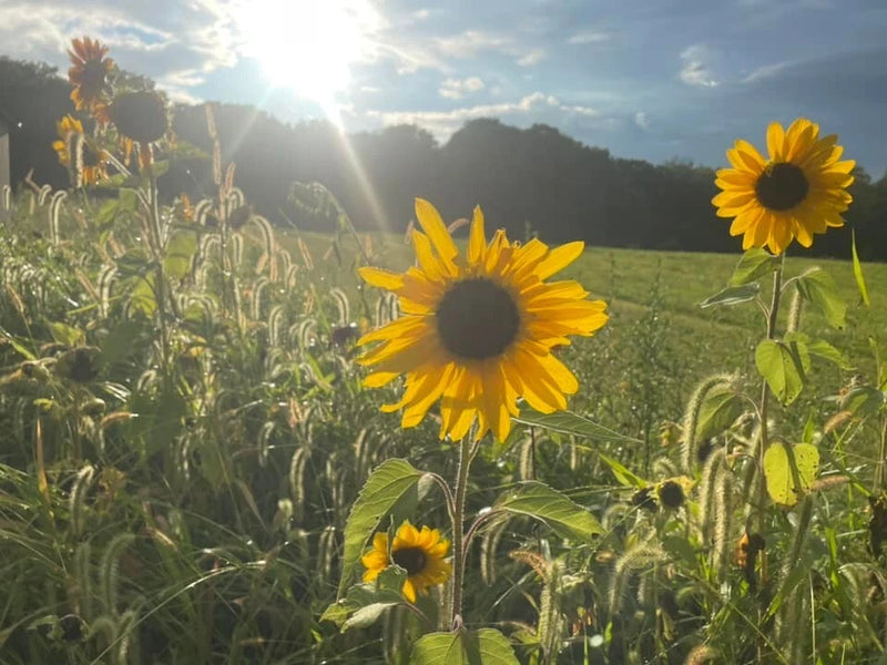 100+ Organic Heirloom Sunflower Seeds For Planting Multiple Colors Free Shipping Flowering Plants