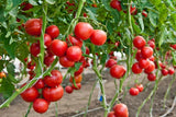 $1.99 Garden Plants