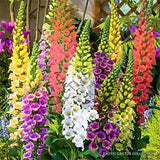 DIGITALIS PURPUREA giant spotted foxglove @@ exotic rare flowering seed 15 seeds Orchids