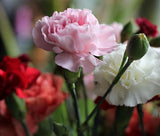 CARNATION MIXED COLORS Dianthus Caryophyllus - 200 Bulk Seeds Garden Plants