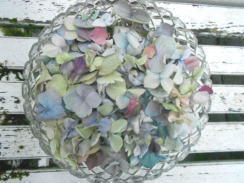 Dried Hydrangea Petals, 10 Cups Wedding, Flower Girl, Confetti, Potpourri, Craft Dried Flower