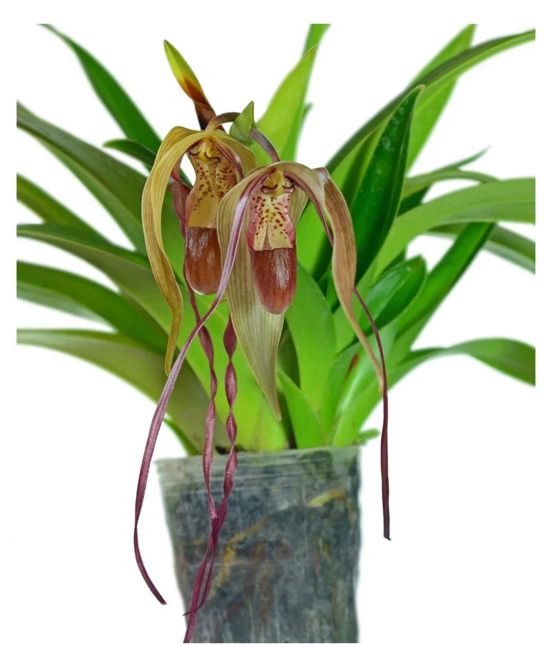 Phragmipedium orchid in gray pot with red and tan flowers, long hanging sepals, green leaves