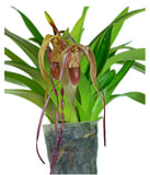 Phragmipedium Wossner Supergrande Olive Green Red Orchid 3 Growths 3.5Ó Pot Orchids