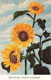 Kansas KS, The Sunflower State, Official State Flower, Vintage Postcard Sunflower