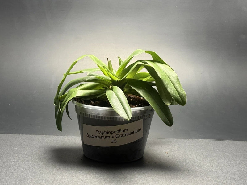 Green orchid plant with straplike leaves in a black #3 pot