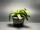 Paphiopedilum Gratrixianum X Spicerianum Multi Growth Plant Blooming Size #3 Orchids
