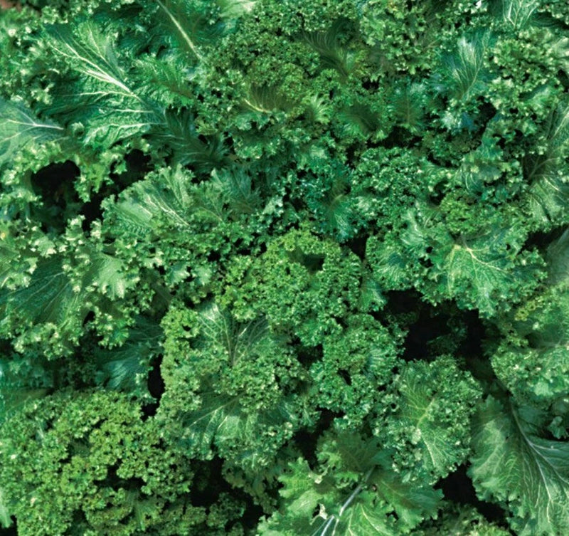 MUSTARD SEEDS 500+ SOUTHERN GIANT CURLED healthy GARDEN greens FREE SHIPPING Garden Plants