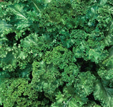 MUSTARD SEEDS 500+ SOUTHERN GIANT CURLED healthy GARDEN greens FREE SHIPPING Garden Plants