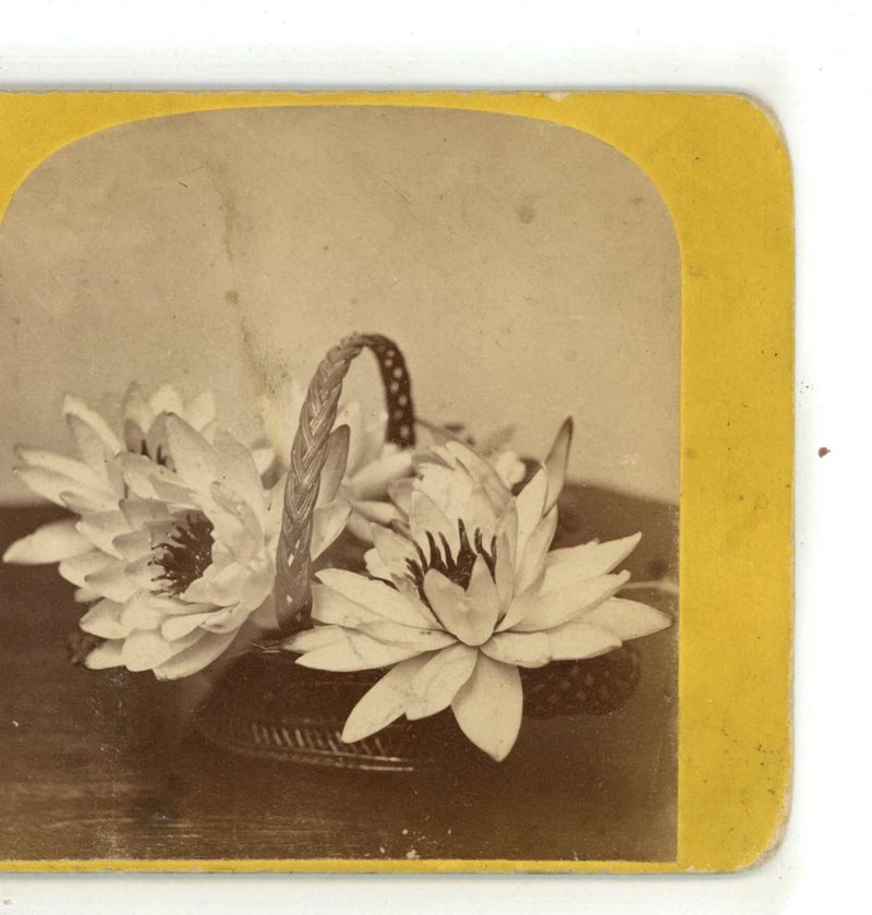 Vintage floral stereoview card showing white water lilies in a woven basket