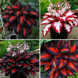 Hosta Seeds Red for Planting, 210+pcs Rare Hosta Flower Seeds Red and Black Pere Lily