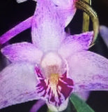 Orchid Plant Den Kinganum 2 rooted stem short no pot Orchids