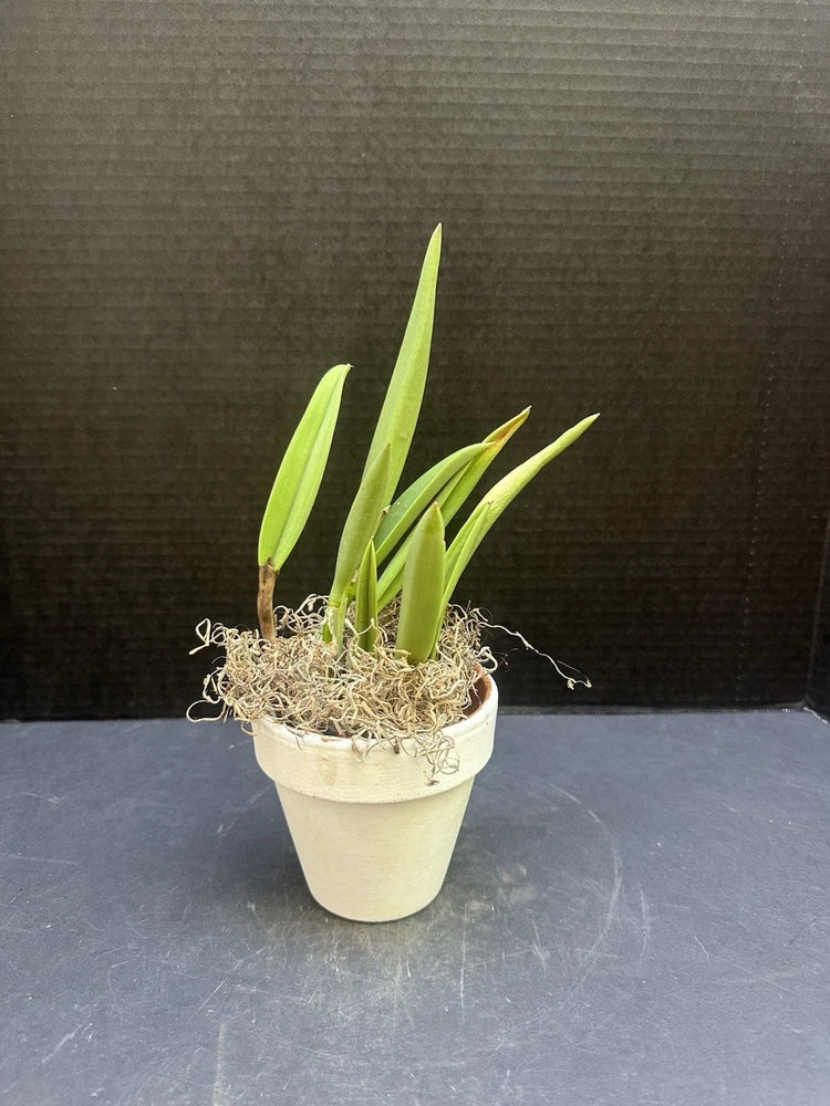 Potted orchid plant in white pot with upright green leaves