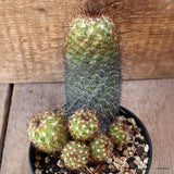 D4644 CORYPHANTHA PUSILLIFLORA pot12-H15-W10 cm MaMa Cactus Green Plant