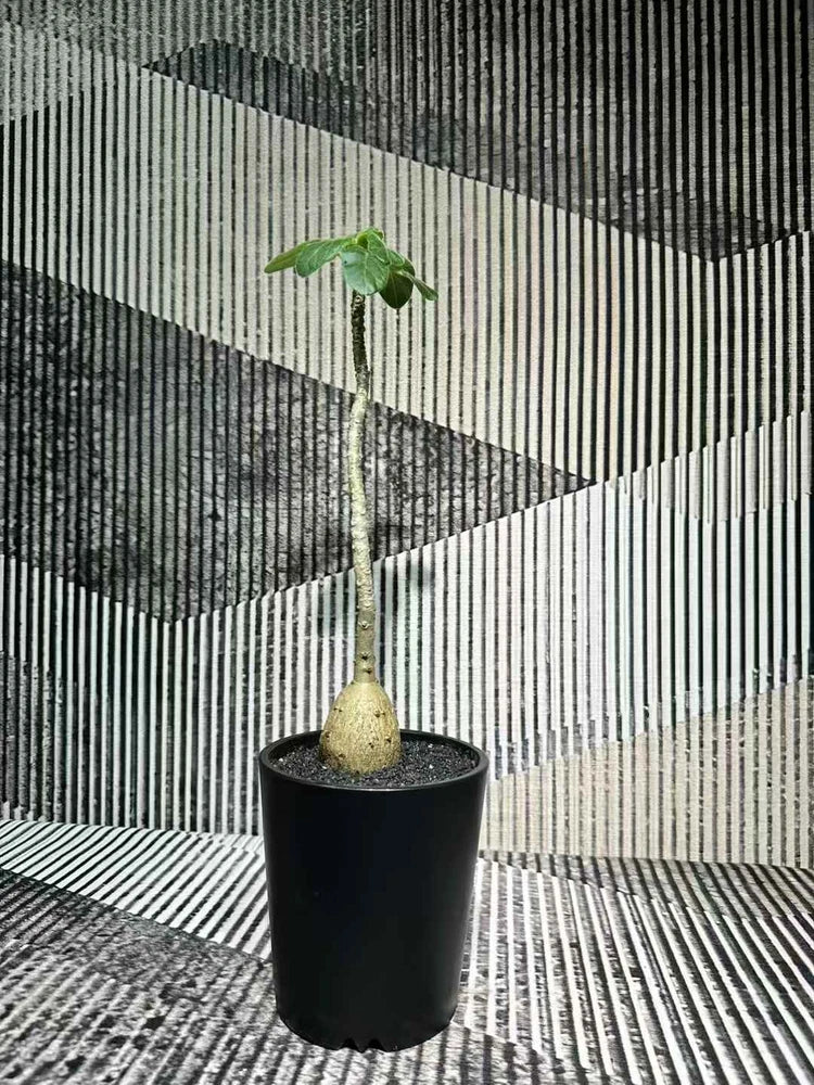 Uncarina grandidieri RareSucculent  Plant Garden DŽcor Boutique high10-25 Garden Plants