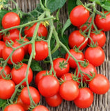 Small Red Cherry Tomato Seeds, NON-GMO, Variety Sizes, Garden Salad, Bulk Garden Plants