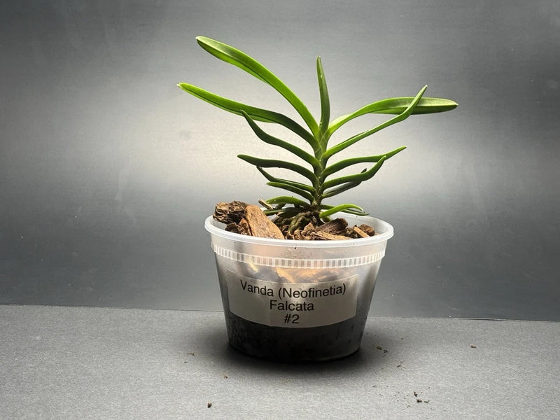 Vanda (Neofinetia) falcata orchid plant in clear plastic pot with bark