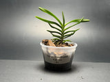 Vanda (Neofinetia) Falcata #2 Blooming Size Plant Fragrant Orchid Orchids