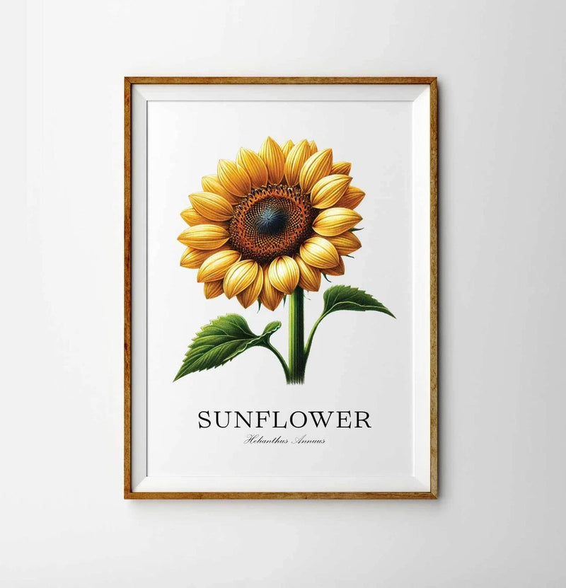 Sunflower botanical illustration print with yellow bloom and green leaves, framed, SUNFLOWER text