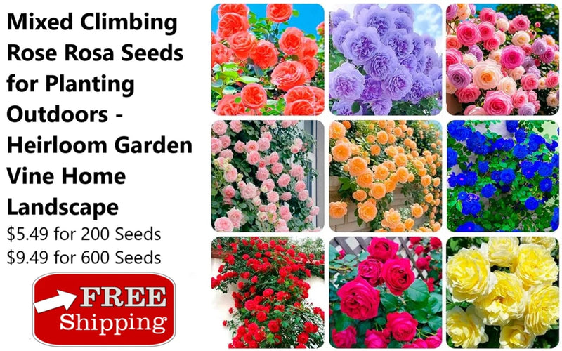 Mixed Climbing Rose Rosa Seeds for Planting Outdoors -Heirloom Garden Vine Home Flowering Plants