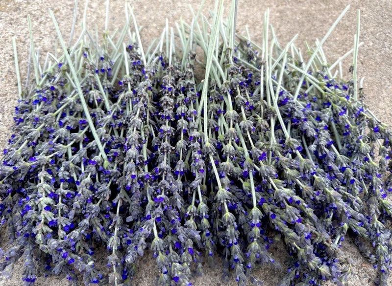 50 LAVENDER STEMS AT LEAST AIR DRY FLOWER FOR SCENT HOME DECO CRAFTS Dried Flower