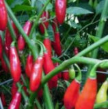25 + seeds Aji Yuquitania  hot pepper garden planting spicy food Garden Plants
