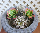 Set of 4 Artificial Succulents Plants Autumn Snow Ball With Orange Lotus Green Plant