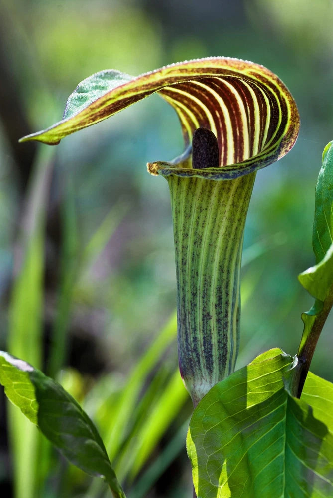 5 JACK IN THE PULPIT Arisaema Triphyllum Shade Flower Seeds *Flat S/H Flowering Plants