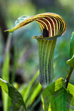 5 JACK IN THE PULPIT Arisaema Triphyllum Shade Flower Seeds *Flat S/H Flowering Plants