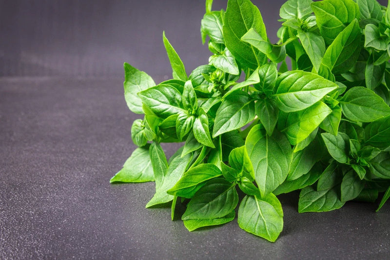 1500 LEMON BASIL Ocimum Basilicum HERB Flower Seeds Flowering Plants
