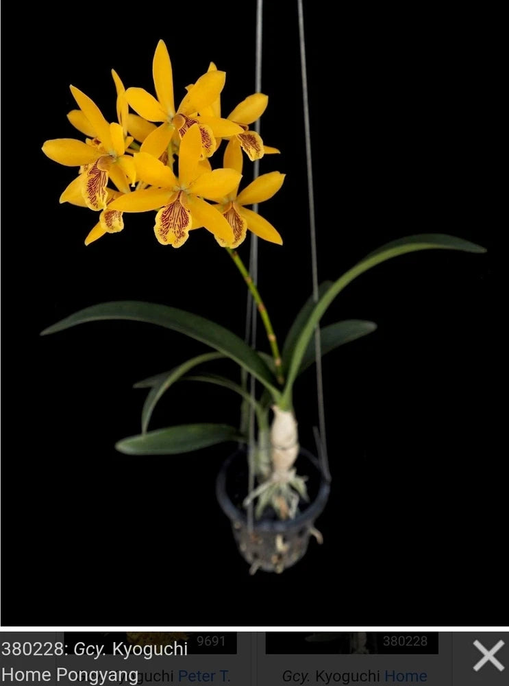 Yellow orchid plant with 6 blooms and green leaves in clear hanging pot