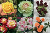 25pc HYBRID ROSE SEEDS Garden plant Flower rare exotic USA seller FREE shipping Garden Plants
