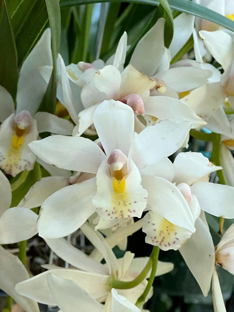 White cymbidium orchid cluster with yellow centers and pink-tinted throats