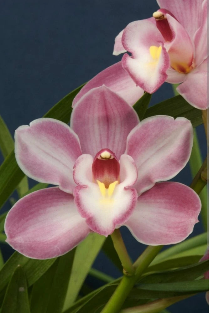 Pink Cymbidium orchid blooms with yellow centers and green leaves