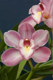 Cymbidium Enzan Stream 'orpheus' Live Blooming size orchid plant Orchids