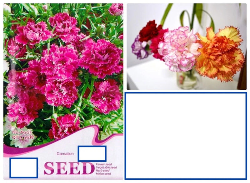 20 SEEDS Mixed Color Chinese Carnation flower exotic garden bed plant USA Seller Carnation
