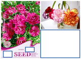 20 SEEDS Mixed Color Chinese Carnation flower exotic garden bed plant USA Seller Carnation