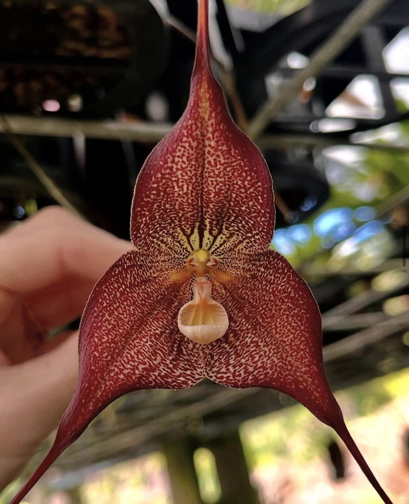 Red spotted Dracula orchid flower with pouch lip