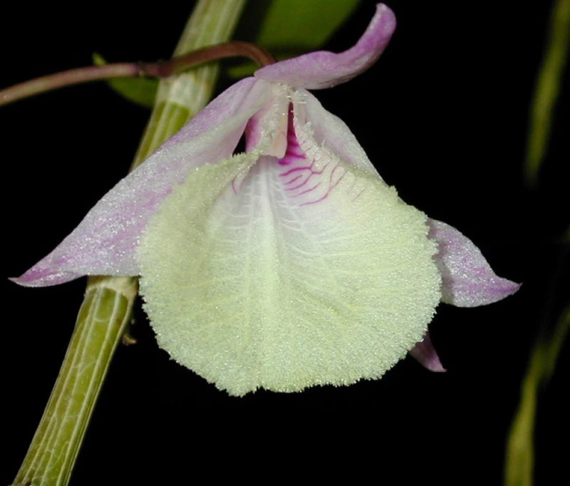 Dendrobium orchid flower with pale green center and light purple petals