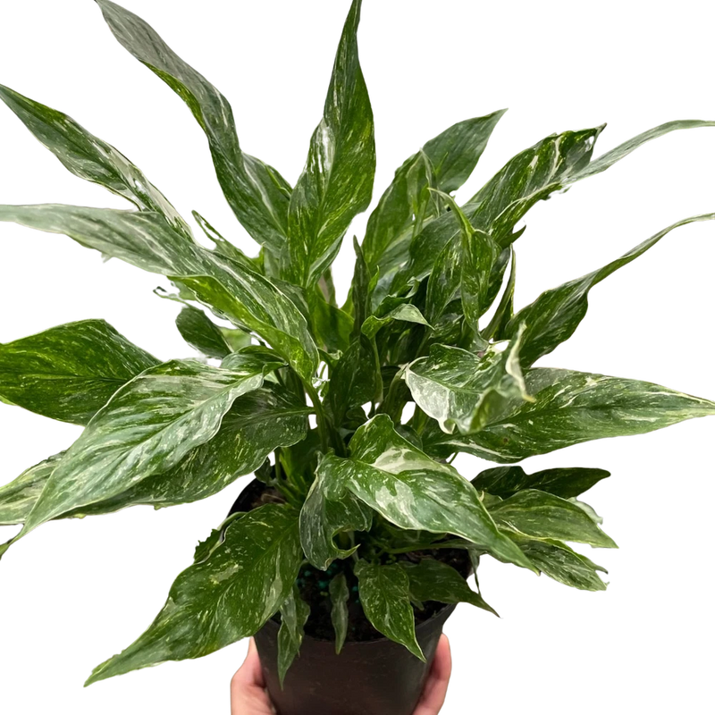 Variegated Peace Lily Domino ¥ Spathiphyllum ¥ White Splashed Leaves ¥ 6" Pot Lily
