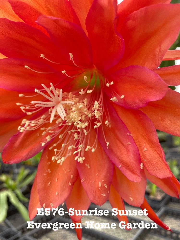 Orange-red epiphyllum orchid cactus flower in small starter pot
