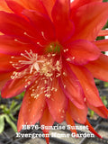 Rooted Epiphyllum Orchid Cactus ÒSunrise SunsetÓGrowing In 4Ó Starter Pot. Orchids