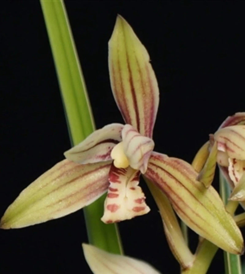 Cymbidium orchid flower with pale yellow and pink striped petals