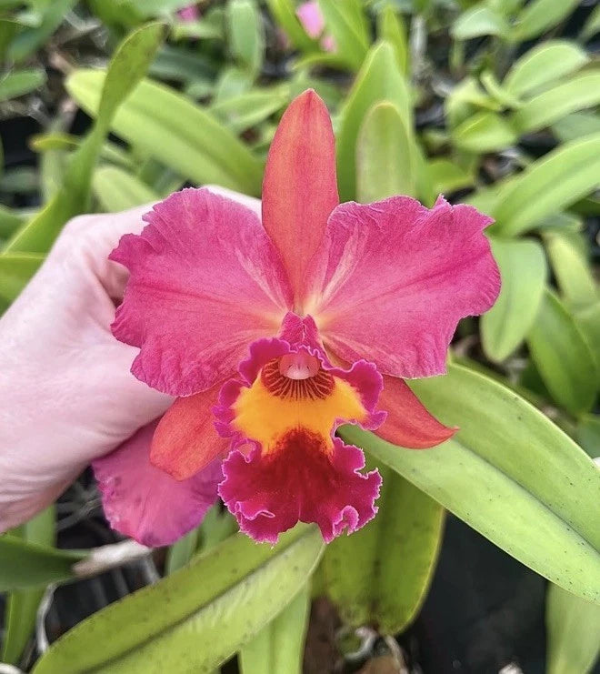 Pink Cattleya orchid bloom with yellow and magenta center